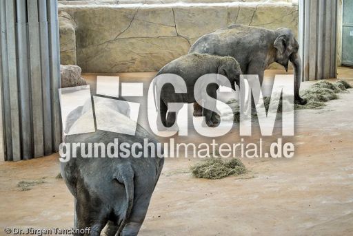 Asiatischer Elefant (11 von 21).jpg